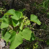 Jatropha curcas L.